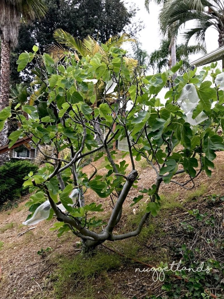 garden tips fig tree