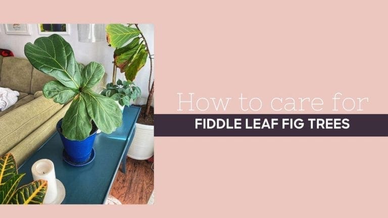 How to Care for a Fiddle Leaf Fig Tree